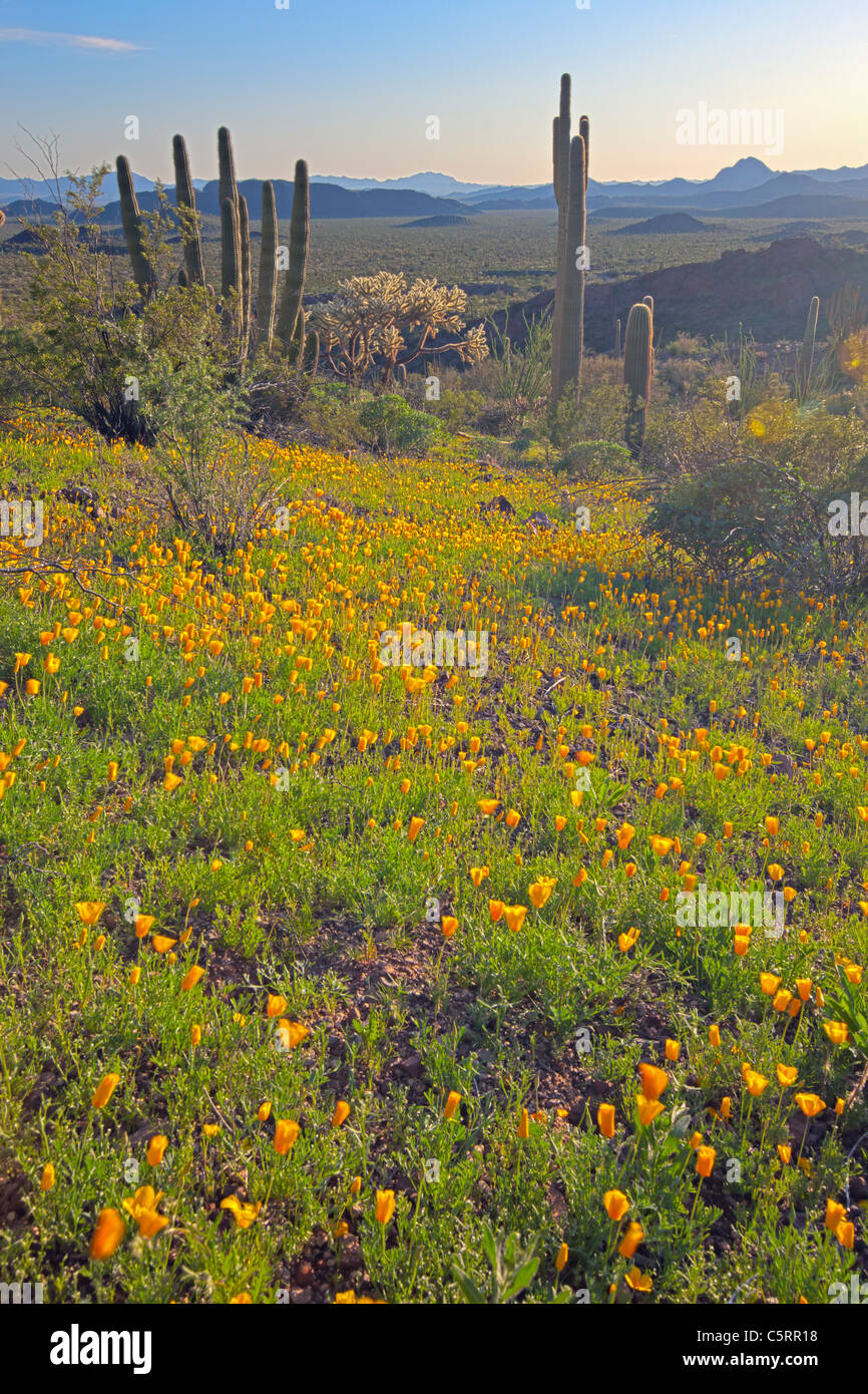 Mexican gold poppy Eschscholzia, mexicana, Papaveraceae, tuyau d'Organe National Monument, Arizona, USA Banque D'Images