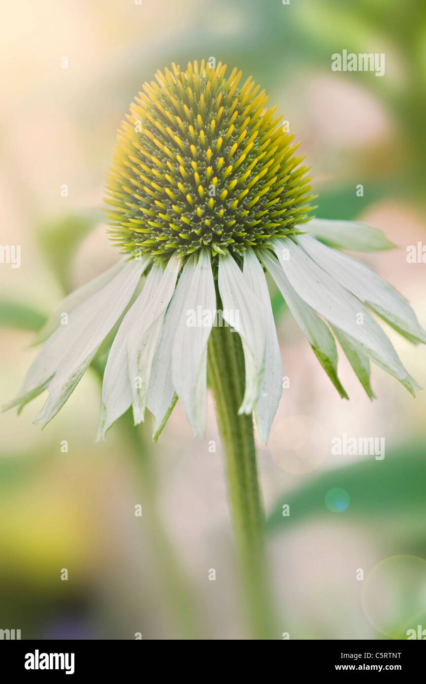 Echinacea purpurea 'White Swan' - blanc d'échinacée avec sunflare Banque D'Images