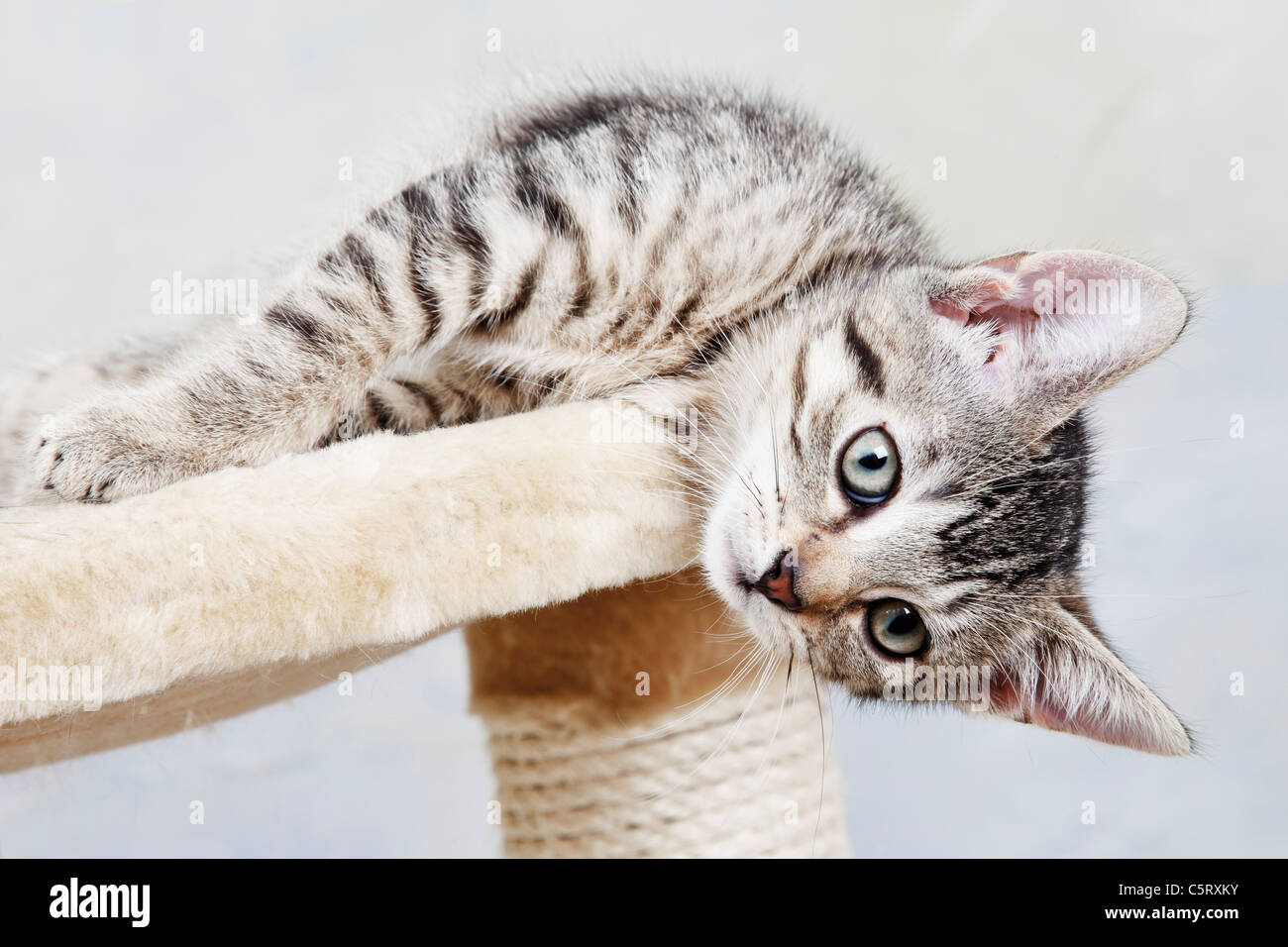 Chat Mâle Américain à Poil Dur Se Reposant En Regardant La Caméra