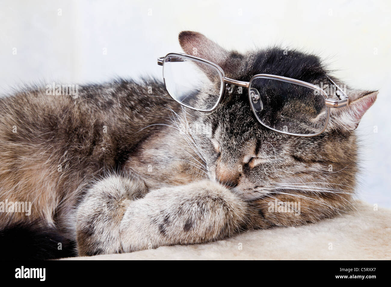 Chat domestique portant des lunettes, close-up Banque D'Images