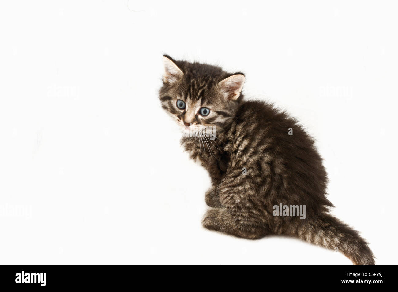 Chat domestique, Kitten, portrait Banque D'Images