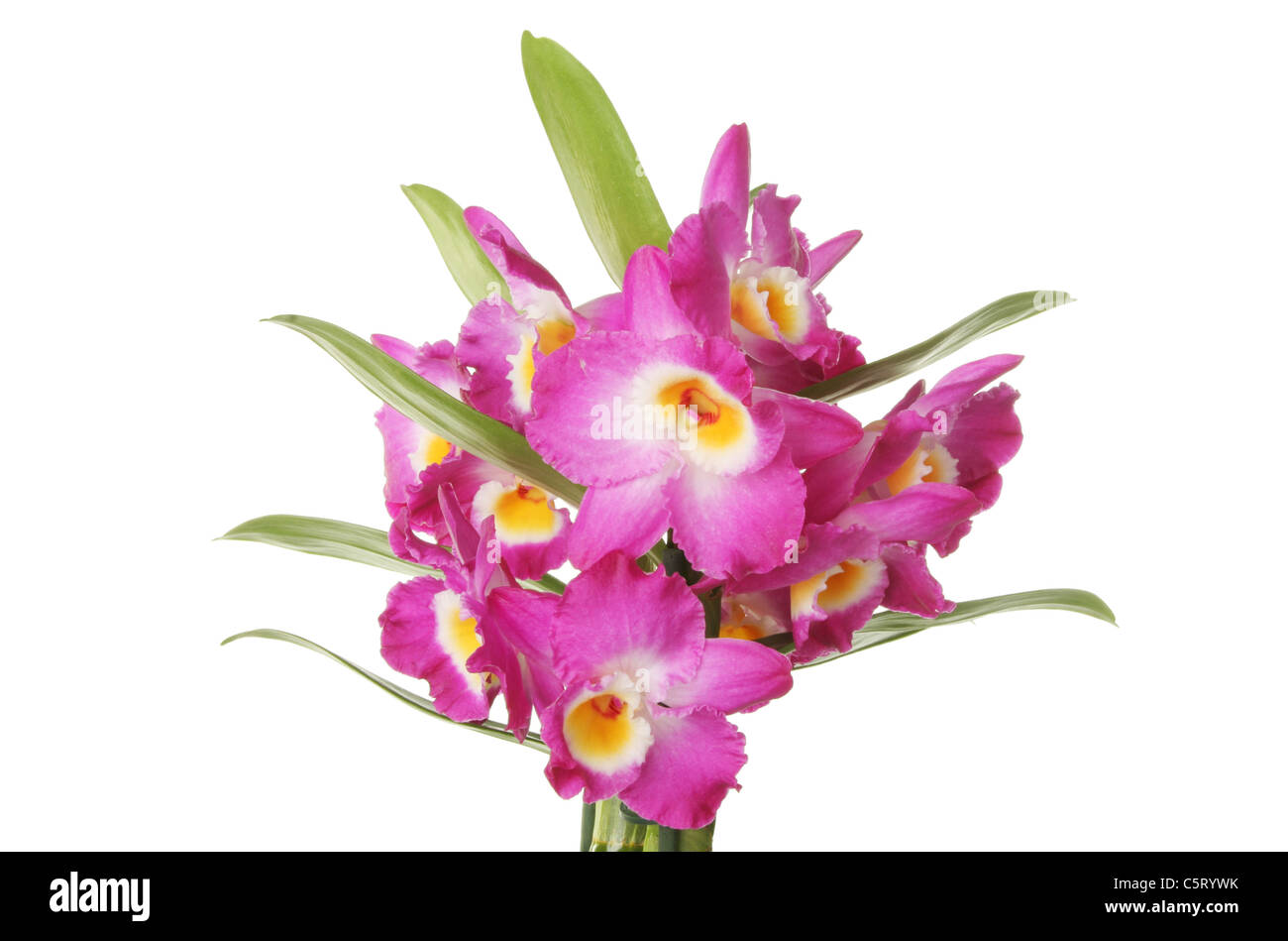 Orchidée pourpre fleurs isolés contre white Banque D'Images