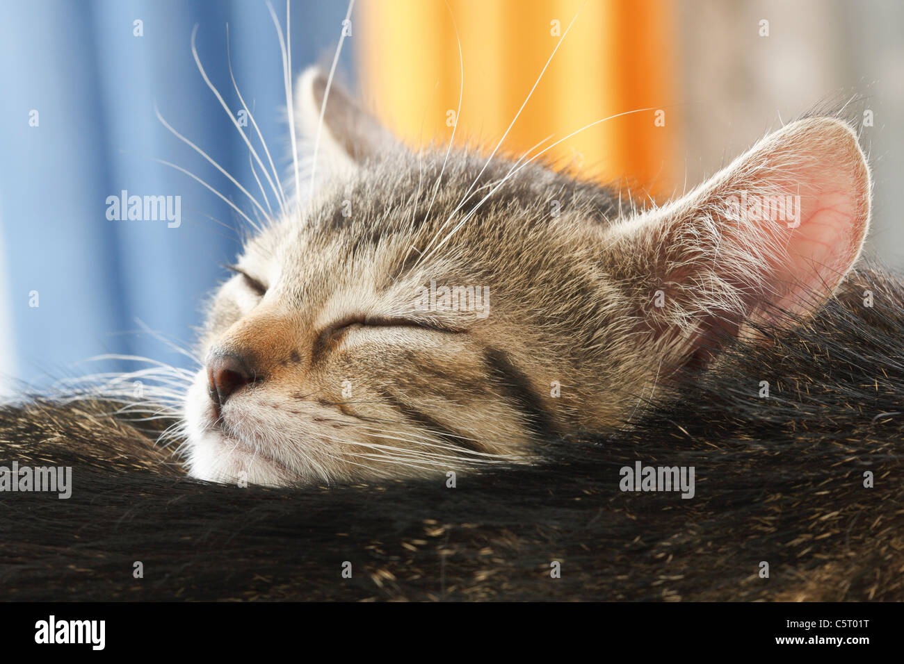 Chat domestique, chaton dormant par mère, portrait, close-up Banque D'Images