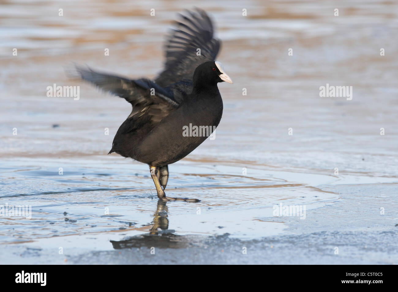 Allemagne, Munich, vue de Foulque d'étendre les ailes sur la glace Banque D'Images