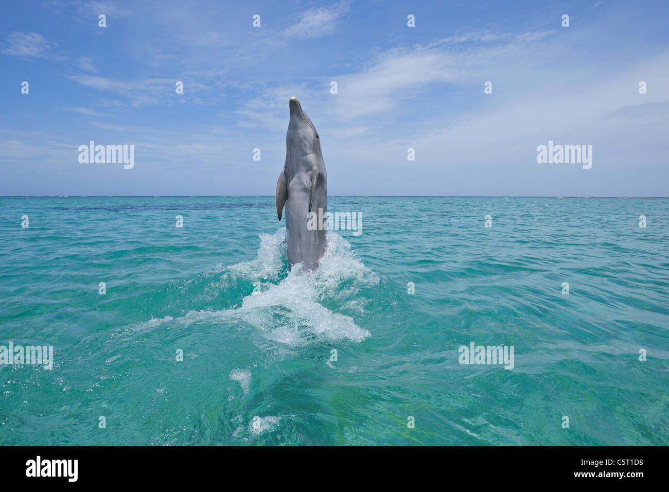 L'Amérique latine, Honduras, Bay Islands Department, Roatan, mer des Caraïbes, vue de Grands dauphins sautant dans l'eau de mer Banque D'Images