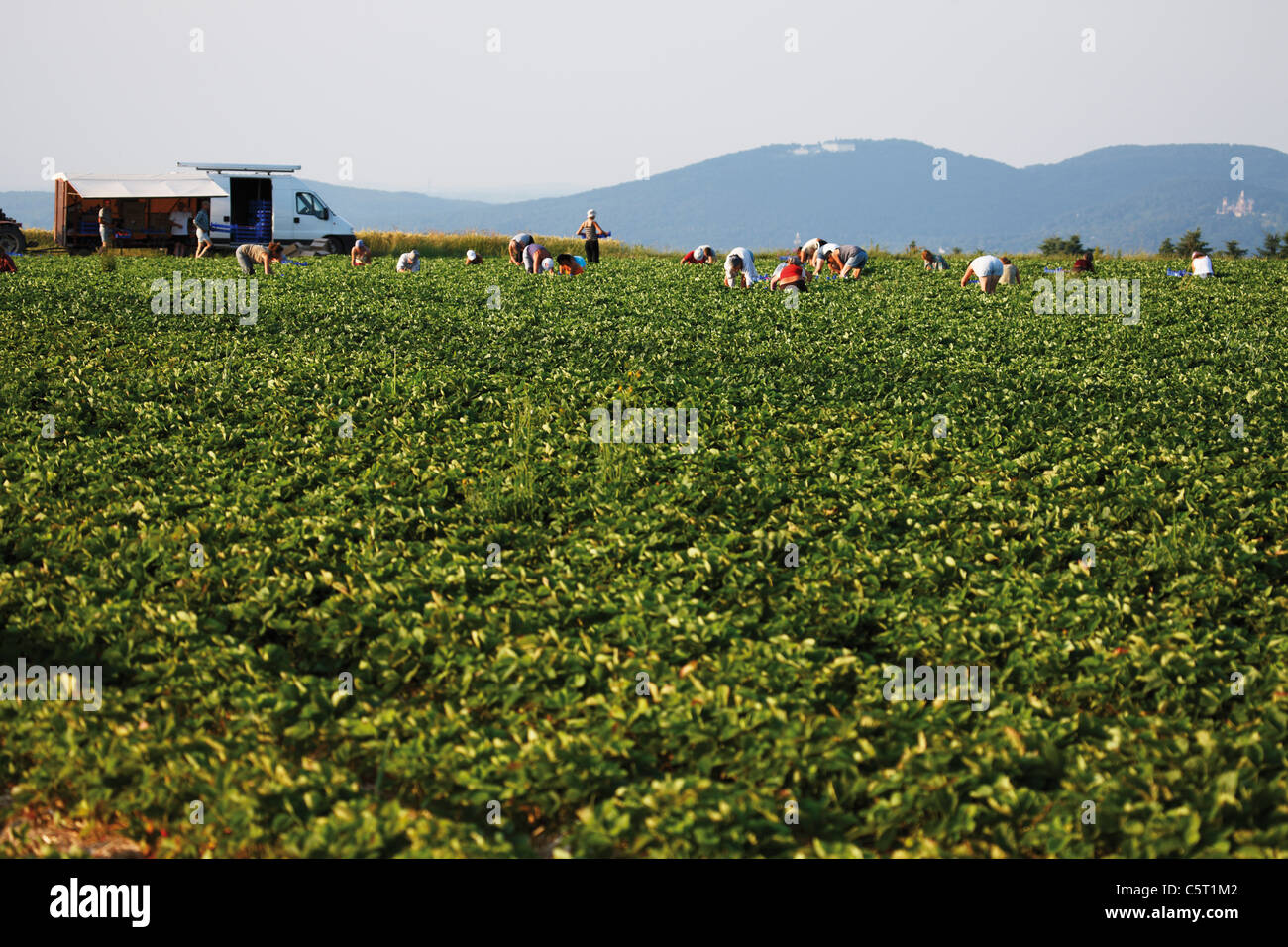 L'Allemagne, en Rhénanie du Nord-Westphalie, Wachtberg Berkum, récolte, au champ de fraises Banque D'Images