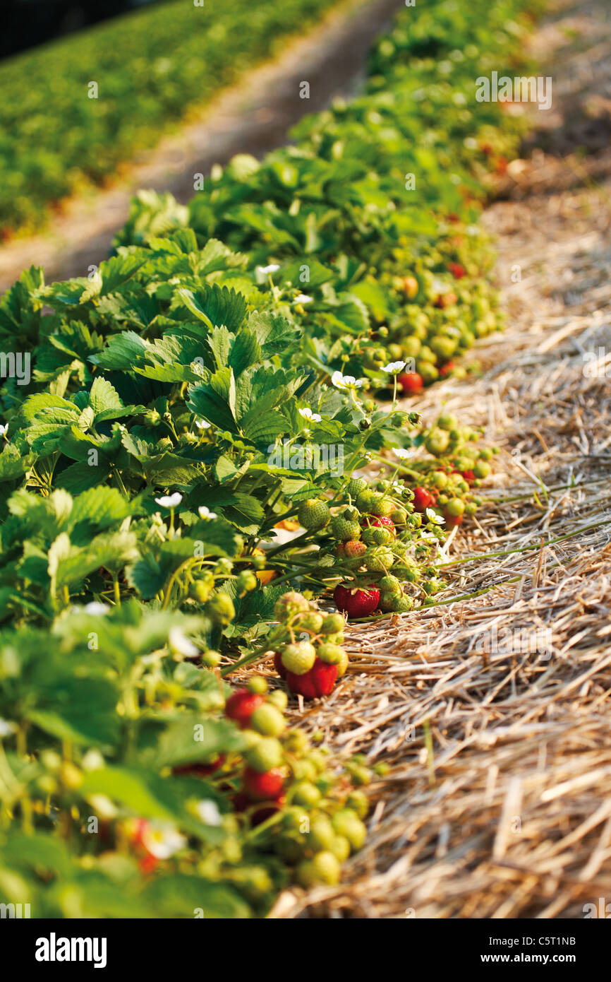 L'Allemagne, en Rhénanie du Nord-Westphalie, Wachtberg Berkum,, Champ de Fraises Banque D'Images