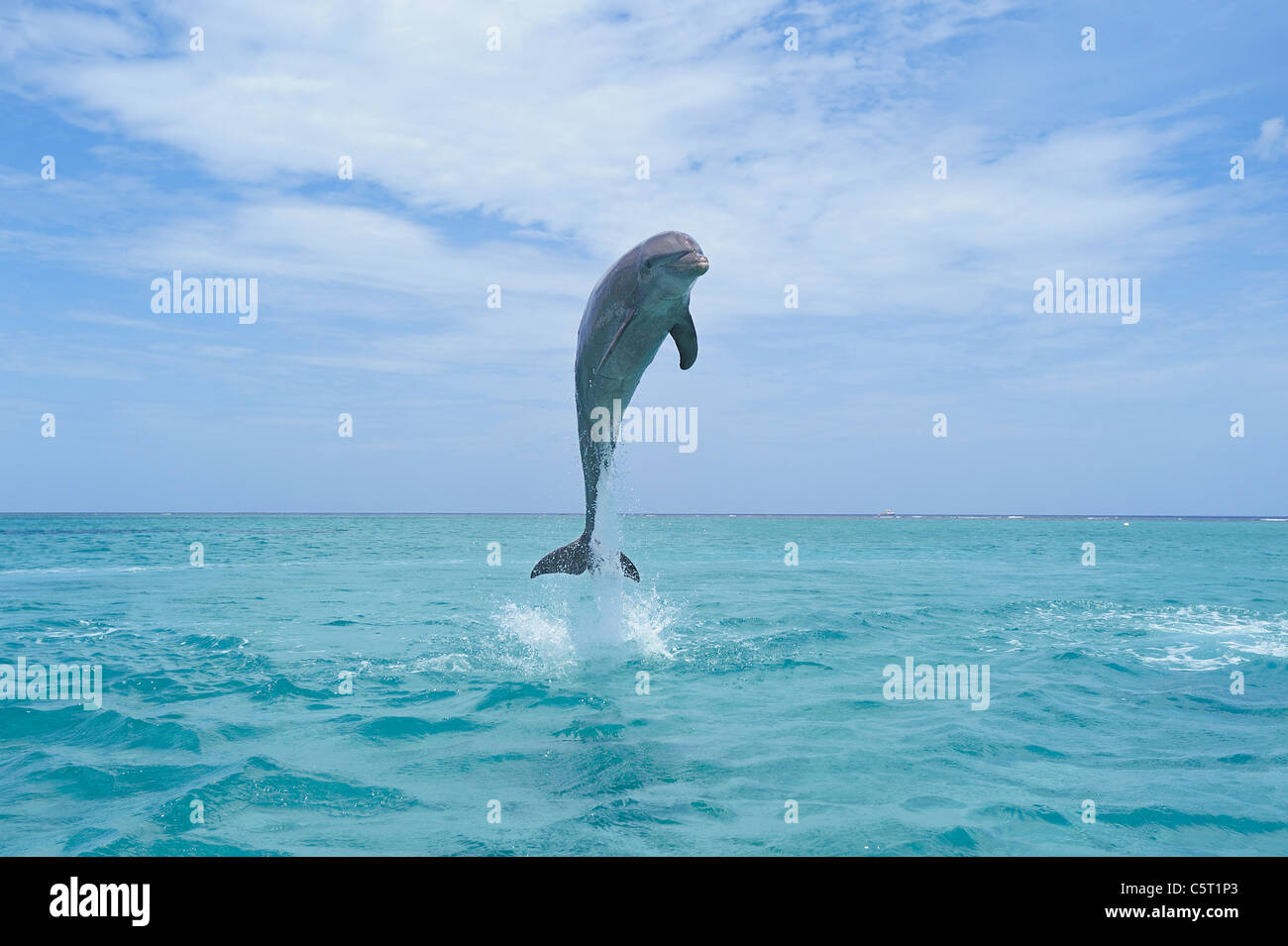 L'Amérique latine, Honduras, Bay Islands Department, Roatan, mer des Caraïbes, vue de Grands dauphins sautant dans l'eau de mer Banque D'Images
