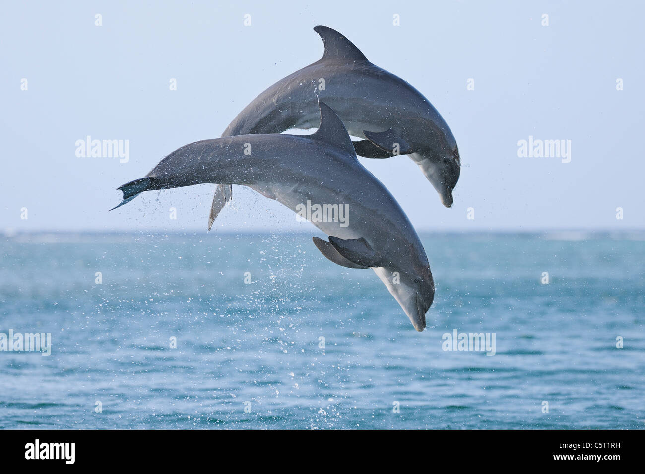 L'Amérique latine, Honduras, Bay Islands Department, Roatan, mer des Caraïbes, vue de dauphins sautant dans l'eau de mer Banque D'Images