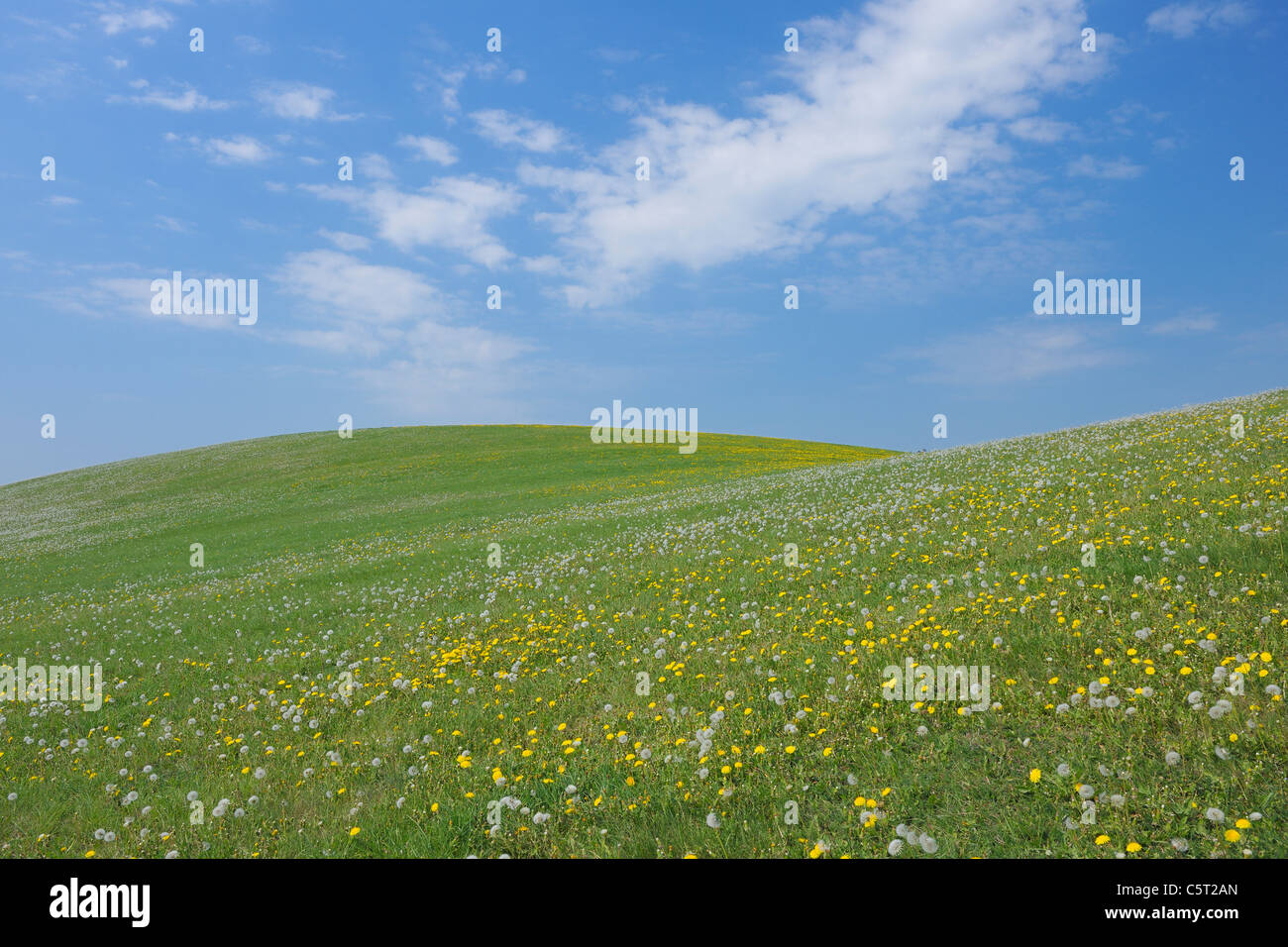 Allemagne, Mecklenburg-Vorpommern, vue sur prairie avec champ de pissenlit Banque D'Images