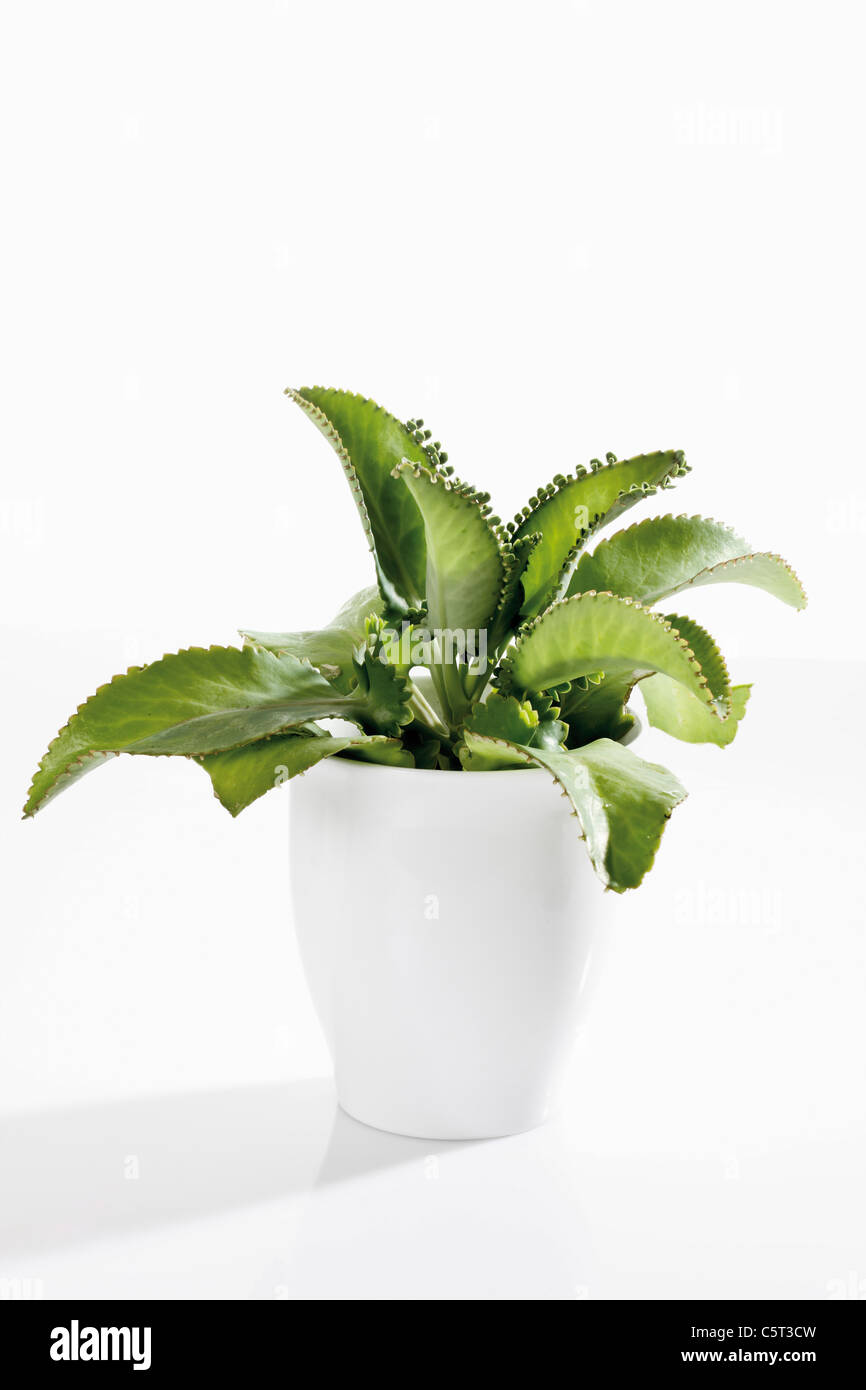 Mexican Hat Kalanchoe daigremontiana (usine) Banque D'Images