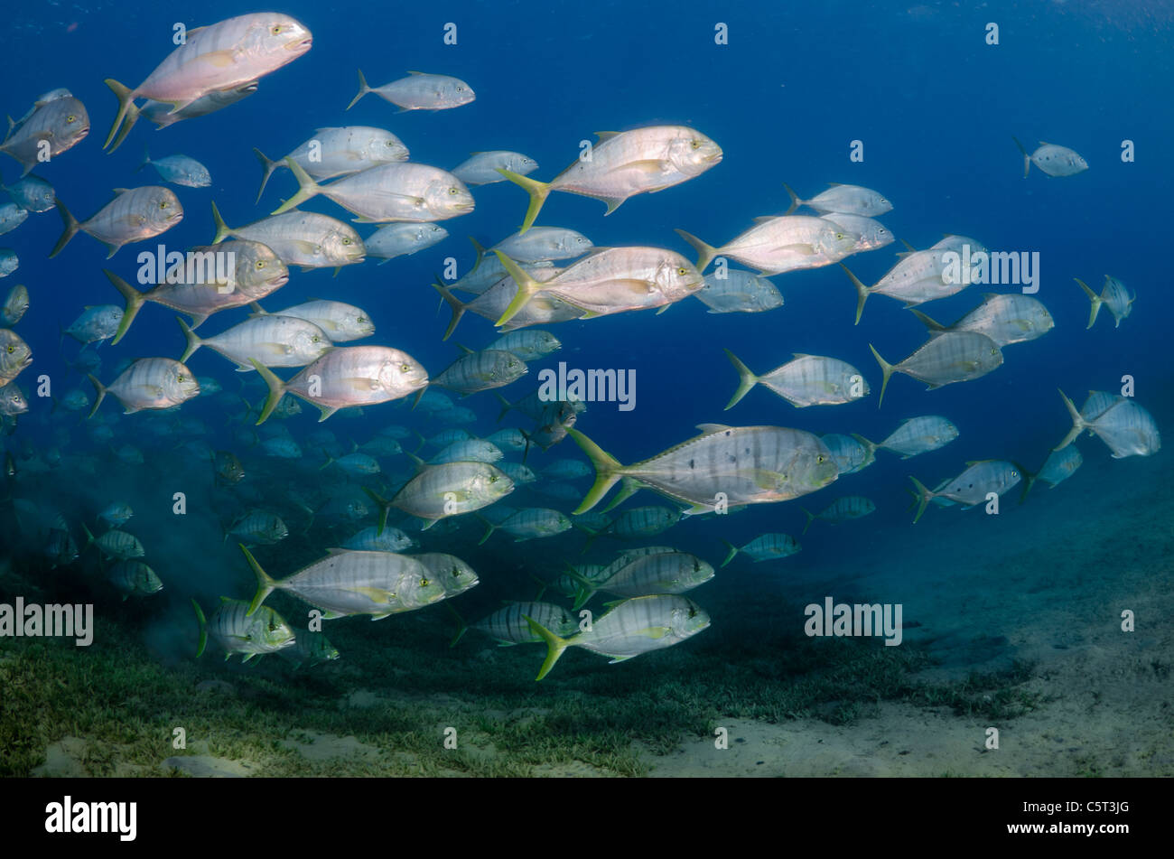 L'École de carangues ou trevally, Nuweiba, Mer Rouge, Sinaï, Égypte Banque D'Images