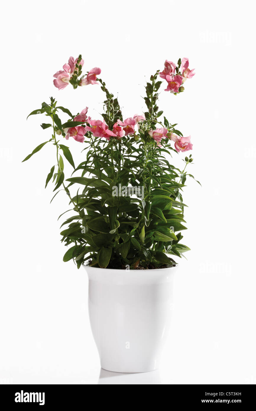 Fleurs muflier (Antirrhinum) en pot de fleurs Photo Stock - Alamy