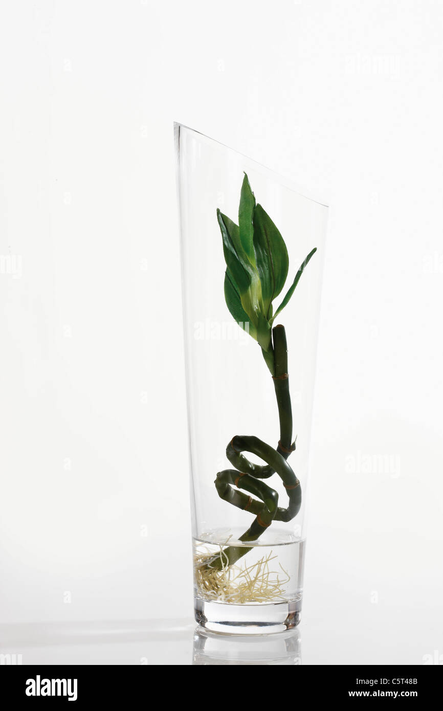 Lucky Bamboo (Dracaena Sanderiana) dans la région de flower vase Banque D'Images