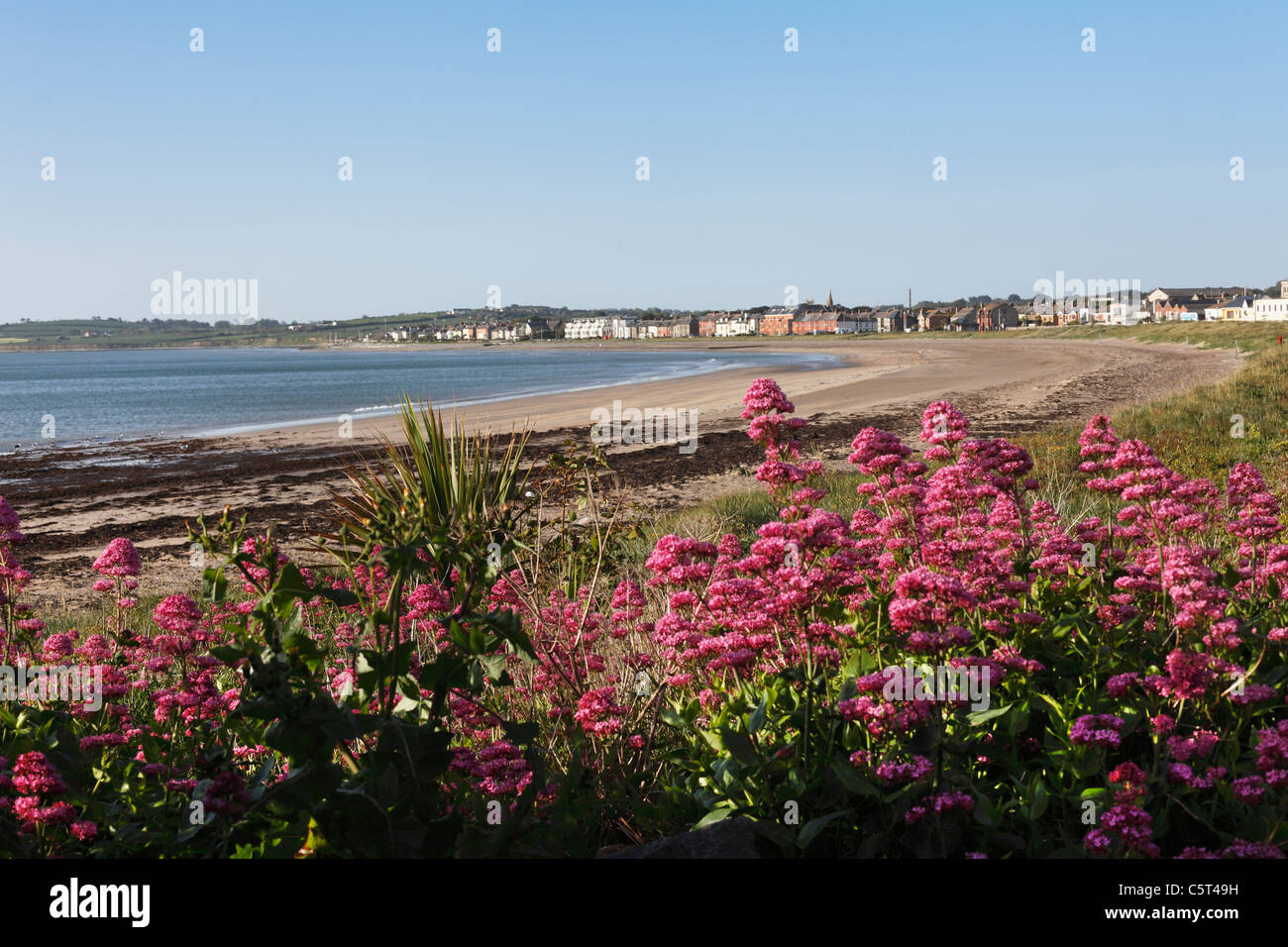 République d'Irlande, dans le comté de Fingal, Skerries, valériane rouge près de Beachside Banque D'Images