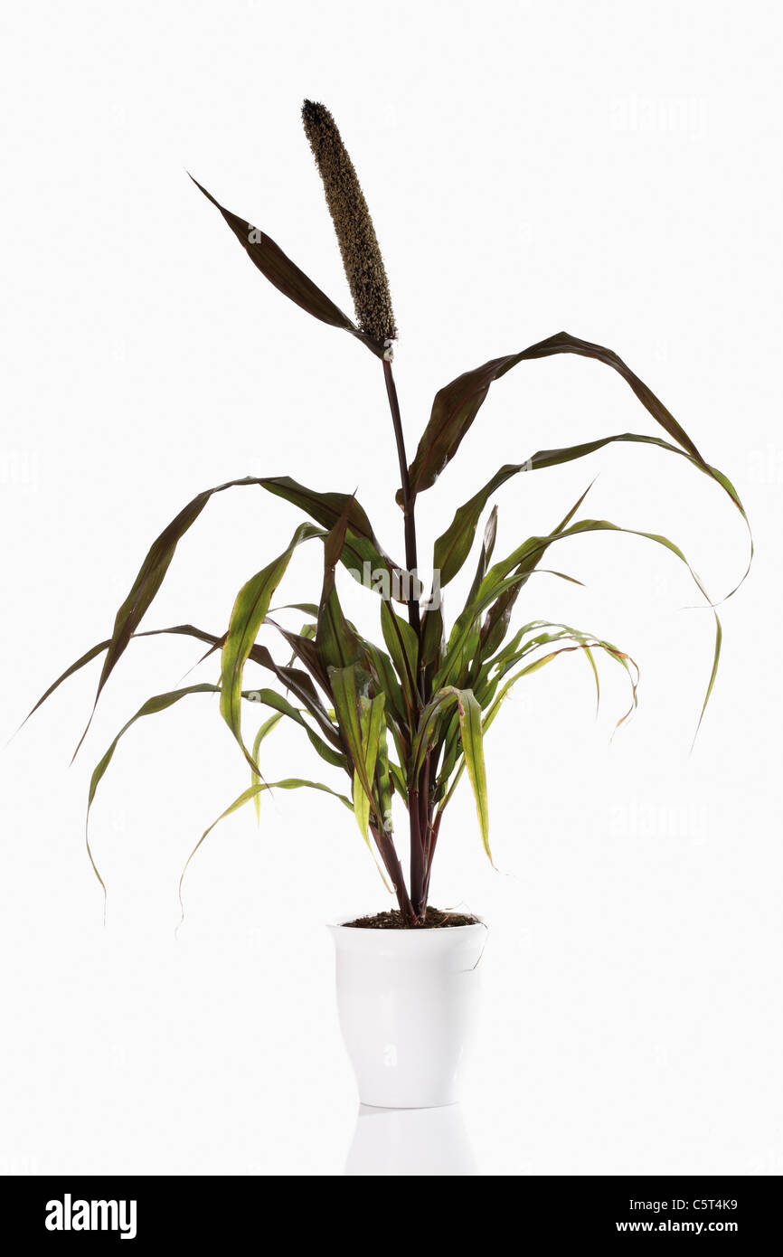 Le Millet perlé (Pennisetum glaucum) en pot de fleurs Banque D'Images