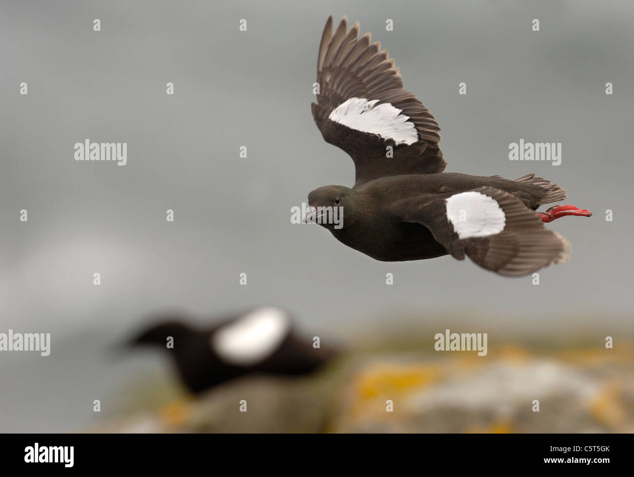 Le guillemot à miroir (Cepphus grylle) Un adulte en vol qu'un autre est assis sur les rochers derrière. Îles Shetland, Écosse, Royaume-Uni Banque D'Images