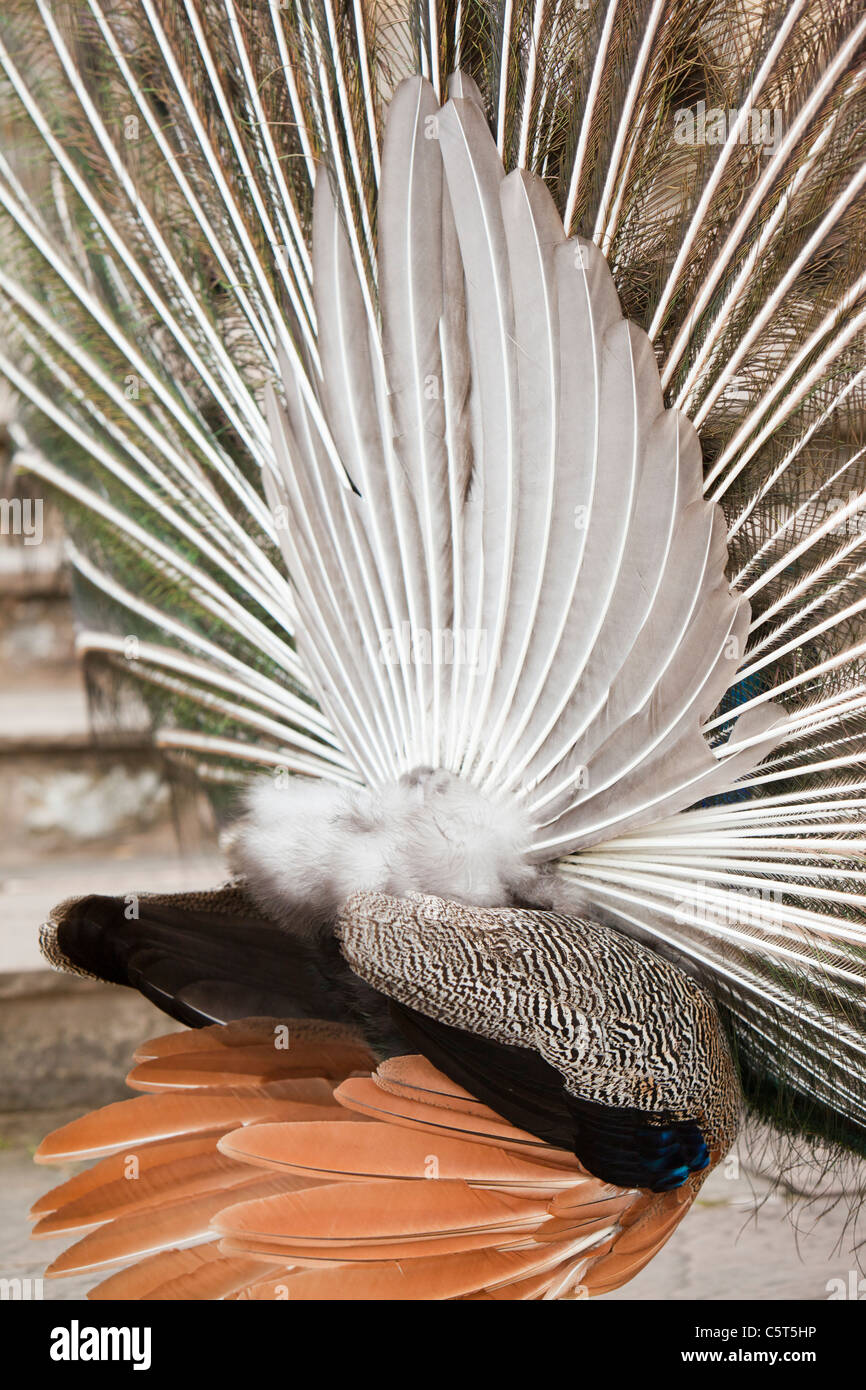 Un affichage de paon. Banque D'Images