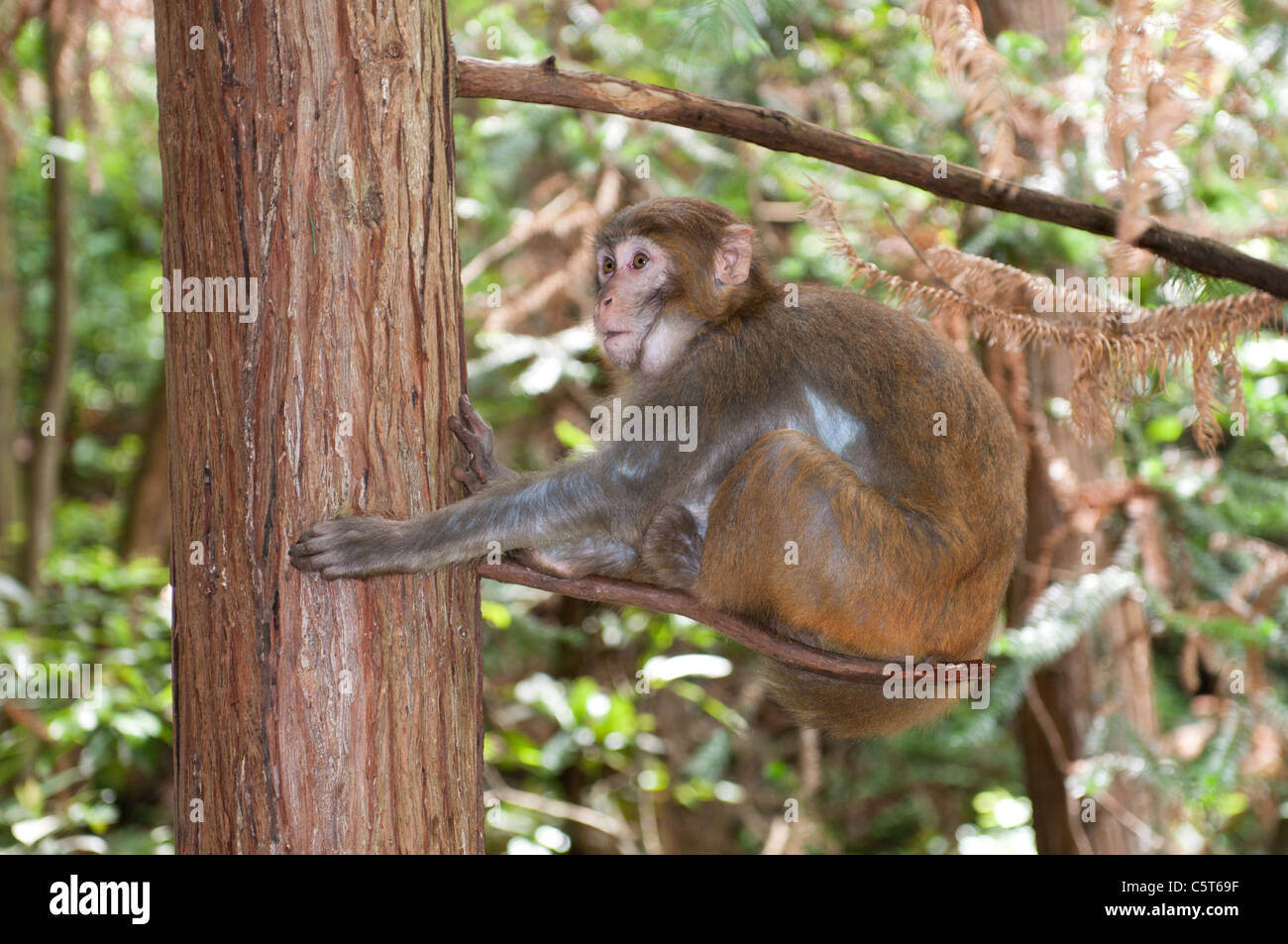 Macaque rhésus Banque D'Images