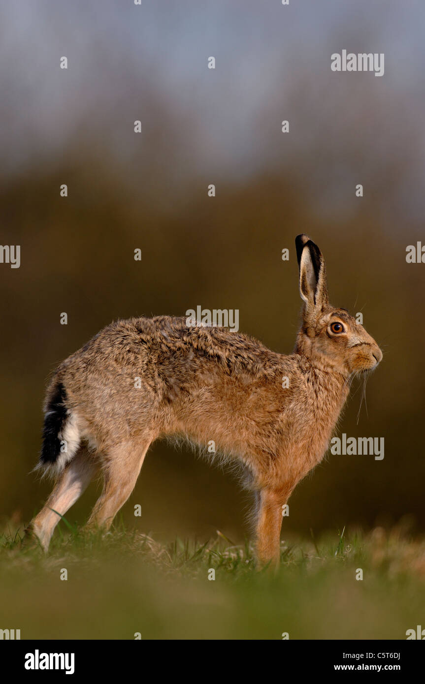 Lièvre brun Lepus europaeus portrait de profil d'un adulte s'étend dans un champ dans la lumière du soleil du soir. Mars. Le Derbyshire, Royaume-Uni Banque D'Images