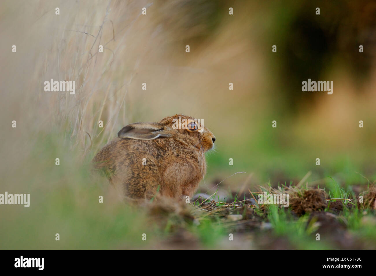 Lièvre brun Lepus europaeus Profile d'un adulte au repos dans un champ Marge. Mai. Le Derbyshire, Royaume-Uni Banque D'Images