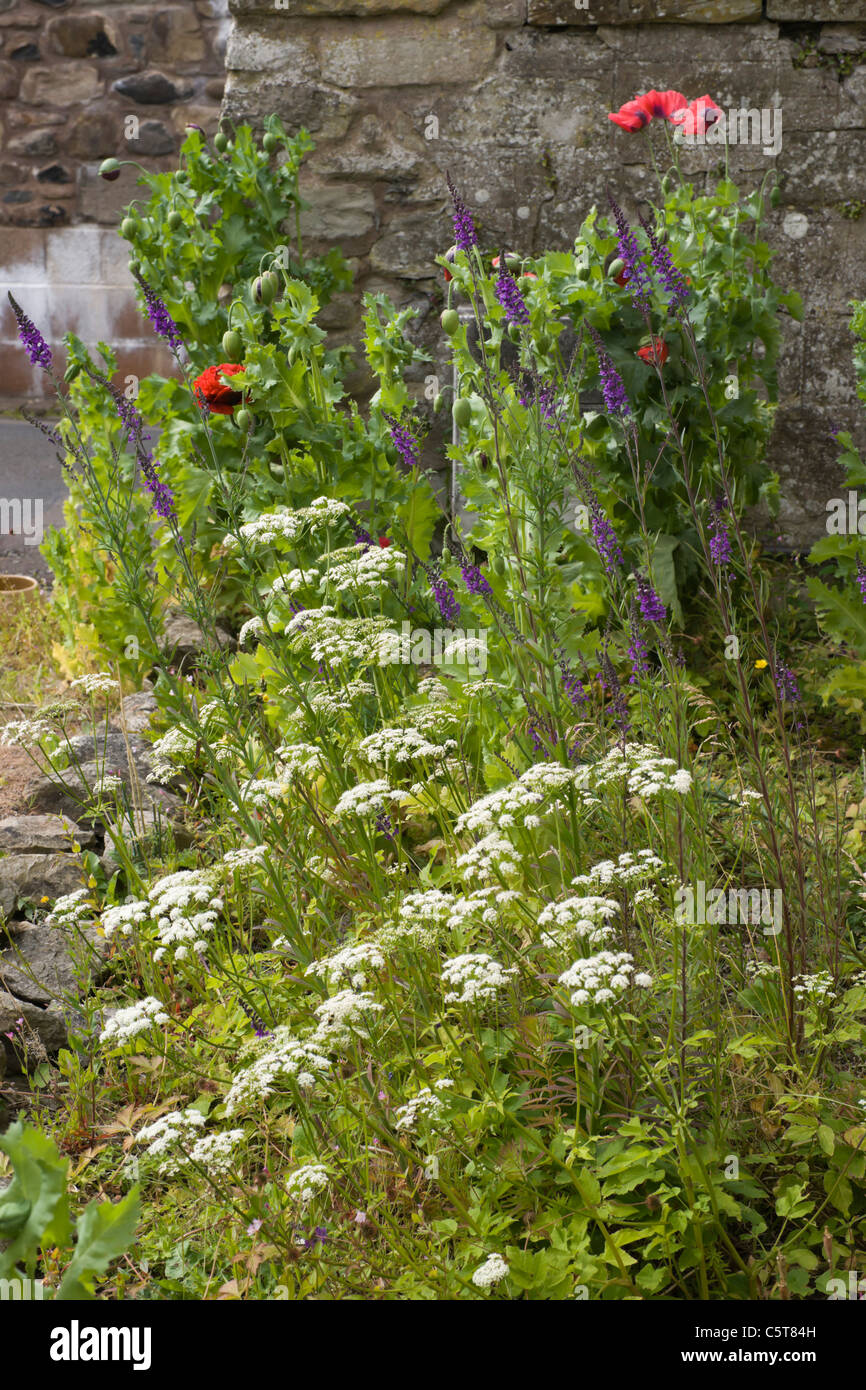 Fleurs sauvages dans un jardin, l'été, UK Banque D'Images