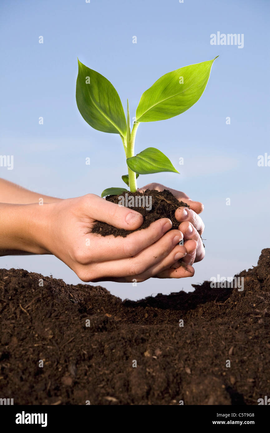La Plantation de bananiers personne dans le sol, close-up Banque D'Images