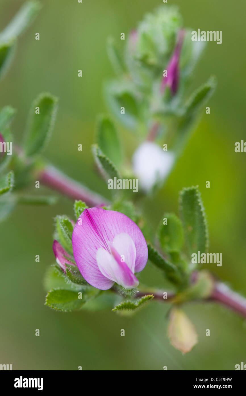 ; Restharrow Ononis repens, Cornwall, UK Banque D'Images