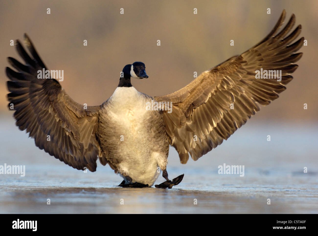 Bernache du Canada Branta canadensis un freinage aile adultes pendant qu'il maladroitement sur un lac gelé. Dorset, UK Banque D'Images