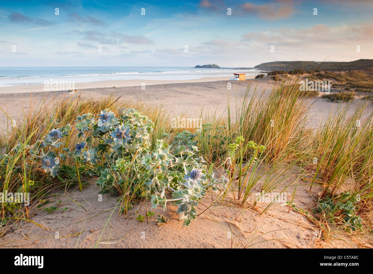 Eryngium maritimum Holly ; mer ; St Gothian Sands ; Godrevy, Cornwall, UK Banque D'Images