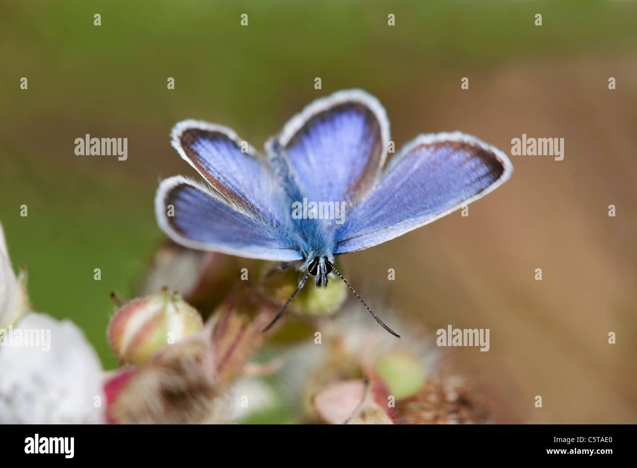 Papillon Bleu constellé d'argent ; Plebejus argus ; mâle ; Cornwall, UK Banque D'Images