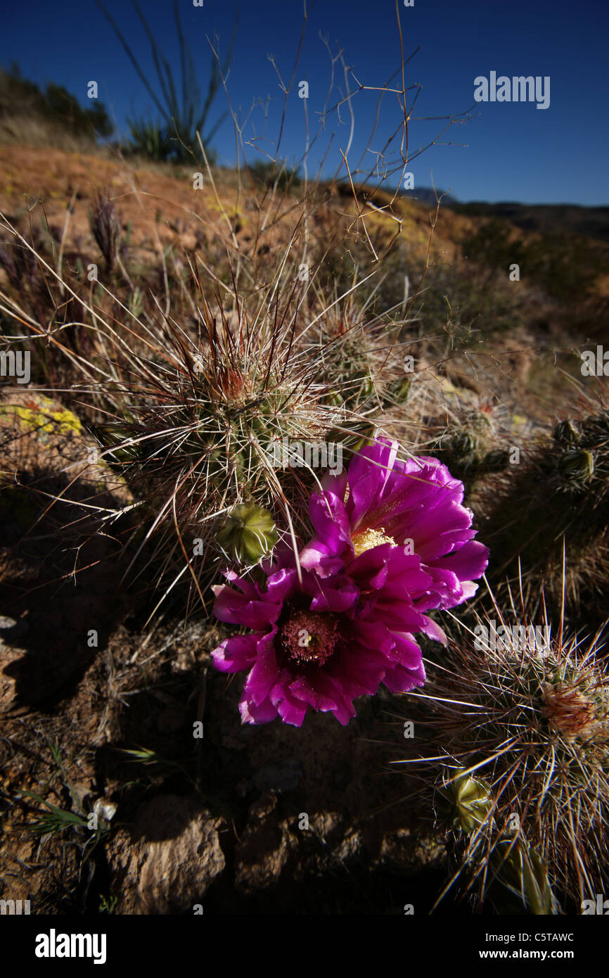 Gros plan d'une fleur du désert mauve Banque D'Images