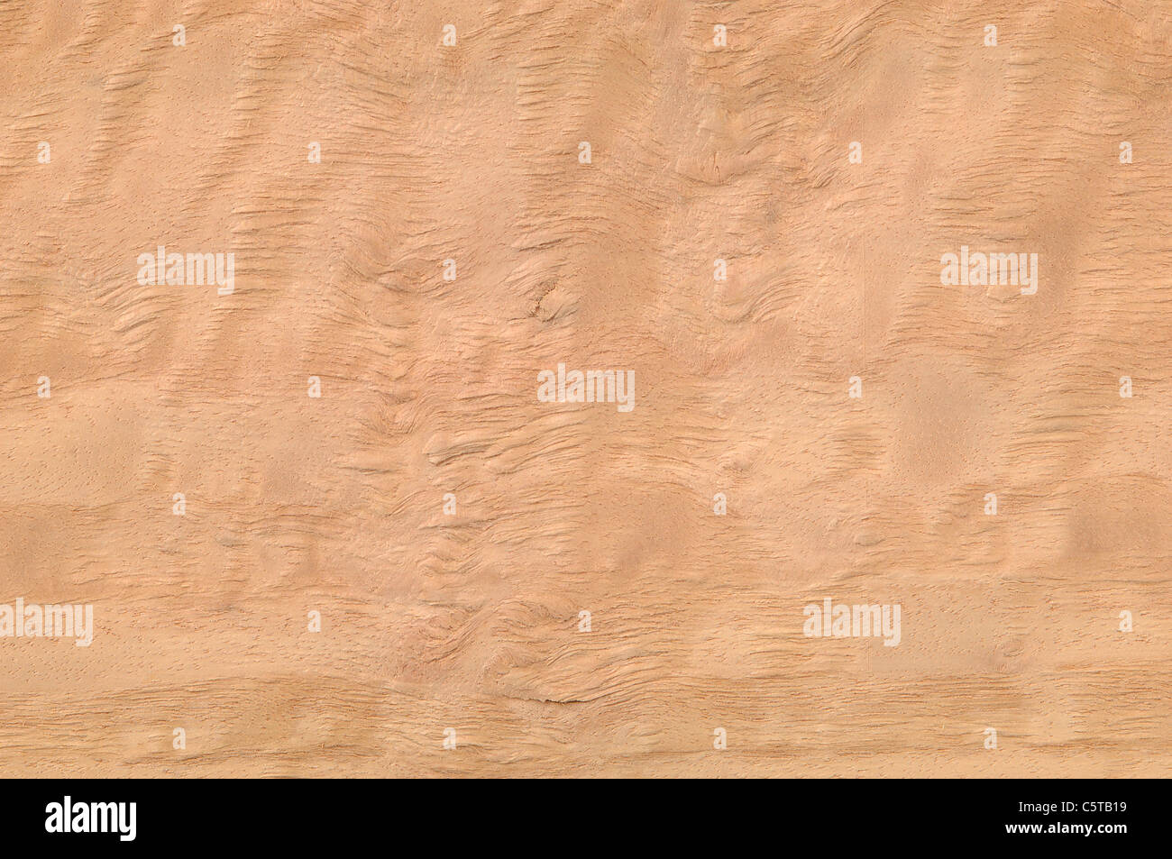 La surface de bois, bois d'eucalyptus (Eucalyptus spp.), full frame Banque D'Images