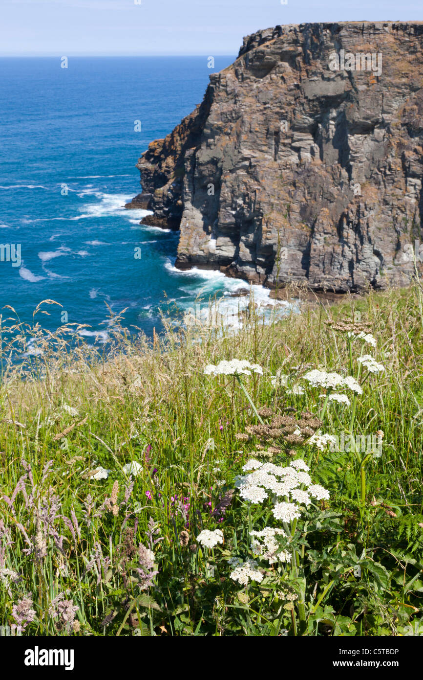 Le littoral nord des Cornouailles près de Tintagel avec des fleurs Banque D'Images