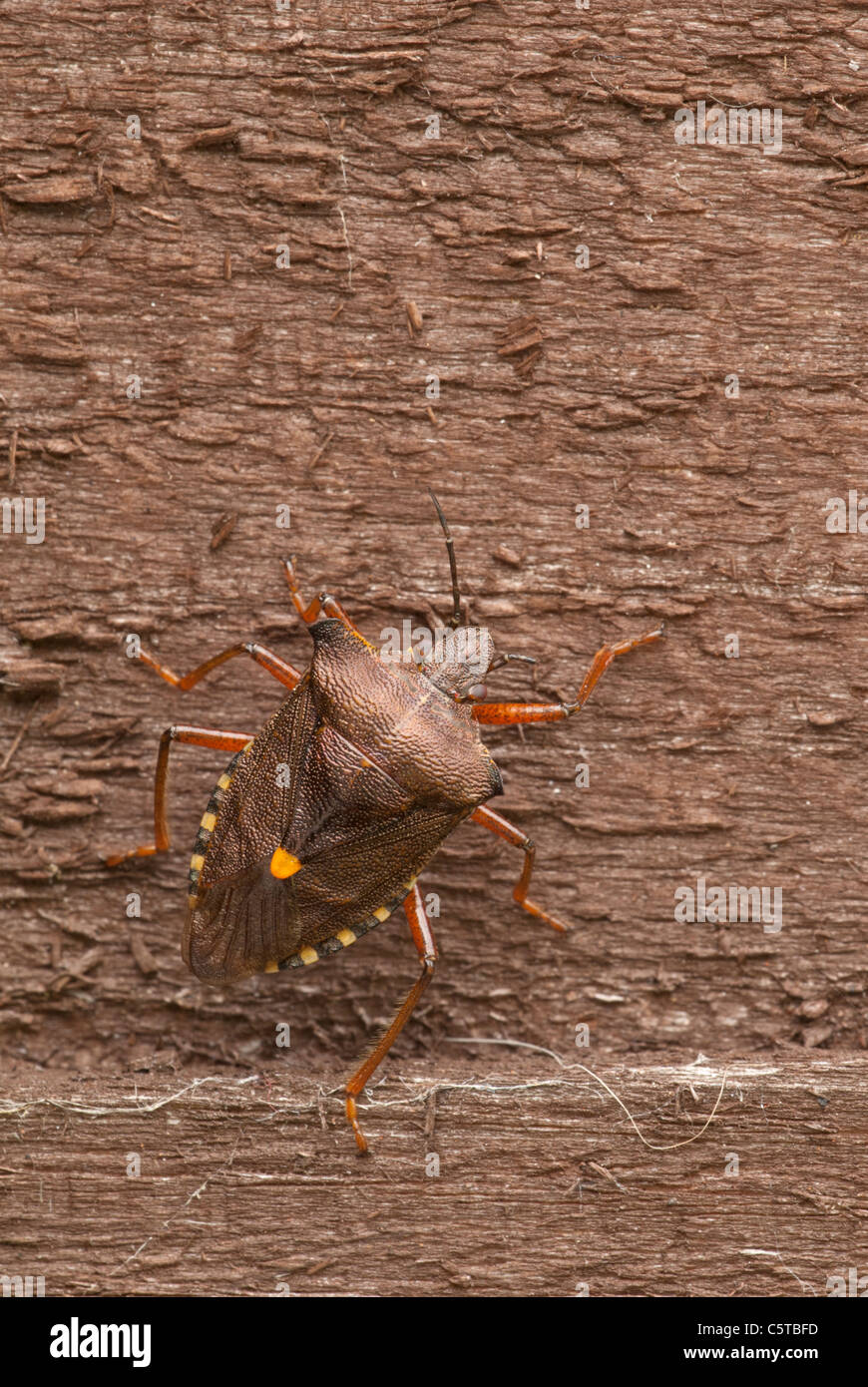 Forest shieldbug (Pentatoma rufipes), sur la clôture en bois, Banque D'Images