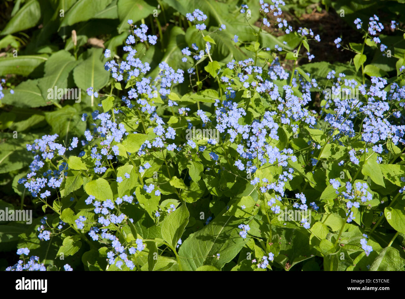 Floraison Bleu Myosotis Forget Me Nots Victoria Park Royal Bath Somerset England UK Banque D'Images