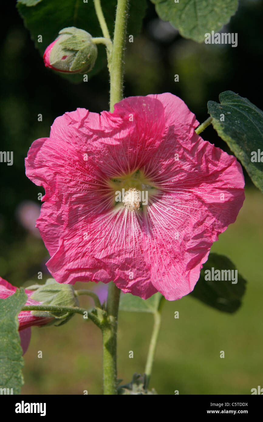 Holly Hock, la mauve en fleurs dans le jardin (Alcea rosea). Banque D'Images