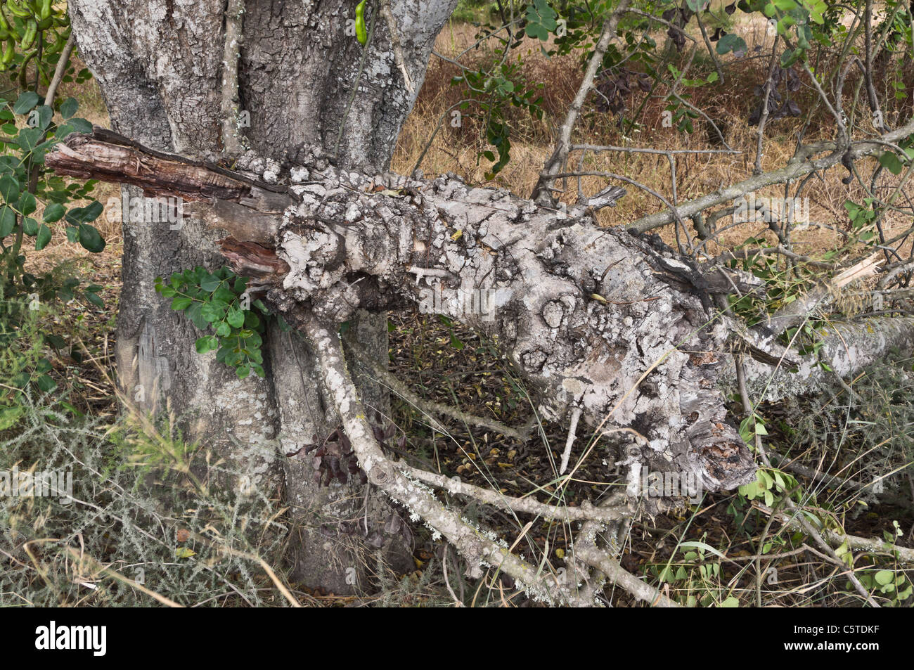 Ibiza, Baléares, Espagne - Olivier millénaire Banque D'Images