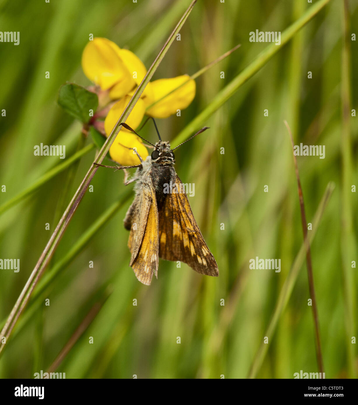 grand skipper papillon nectaring Banque D'Images