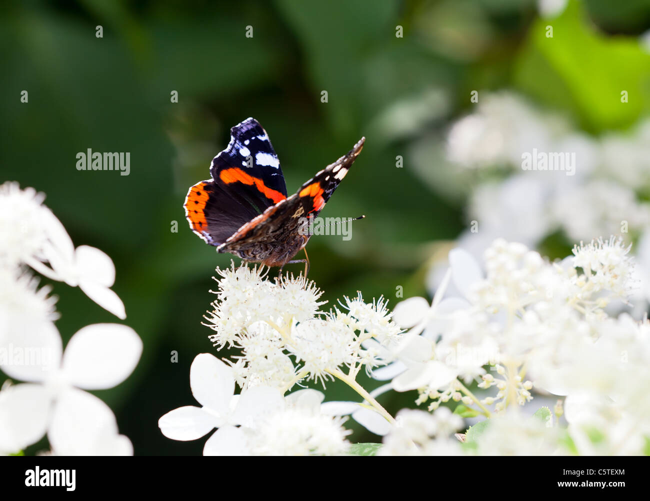 Papillon amiral nectar potable sur fleurs blanches Banque D'Images