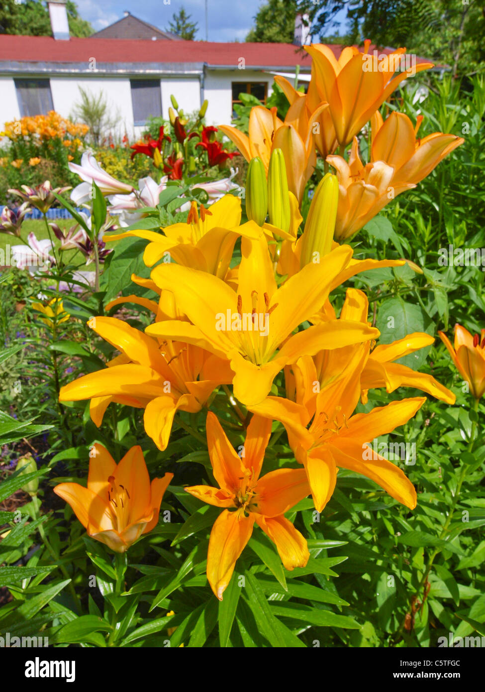 Jardin au début de l'été, l'Autriche, Basse Autriche, le sud de la Basse-Autriche, Deggendorf Banque D'Images