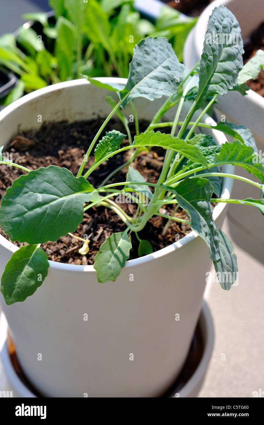Herb kale dinosaure en pot Banque D'Images