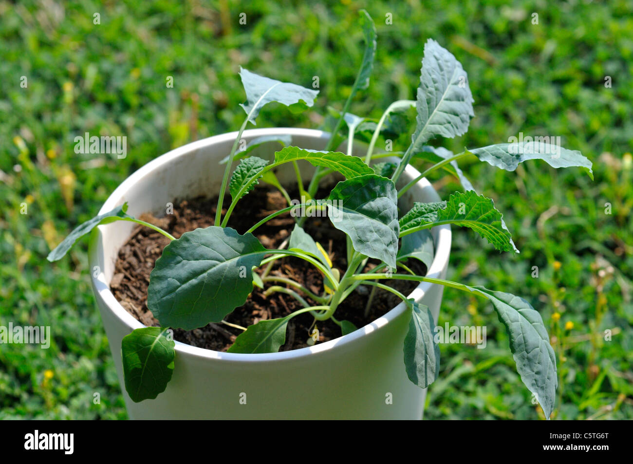 Herb kale dinosaure en pot Banque D'Images