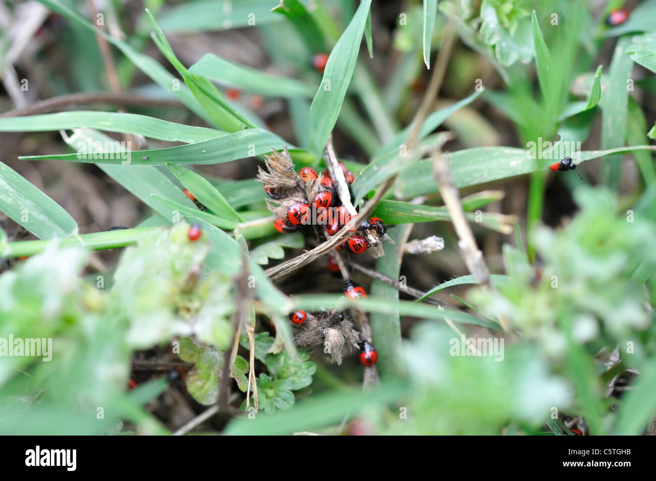 Nid de coccinelle Banque D'Images