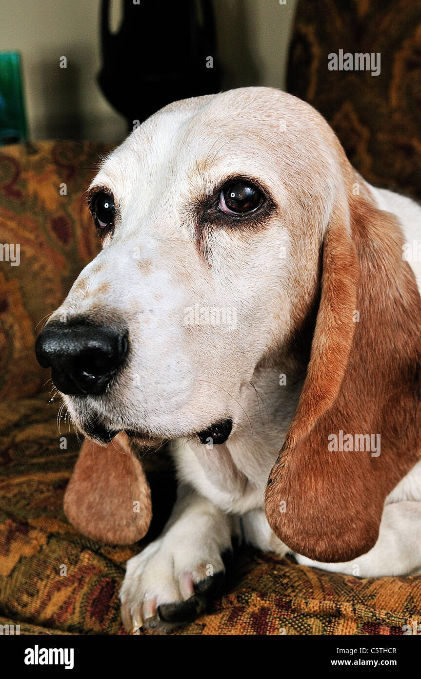 Le Basset Hound Est Une Race De Courtes Pattes De Chien Le