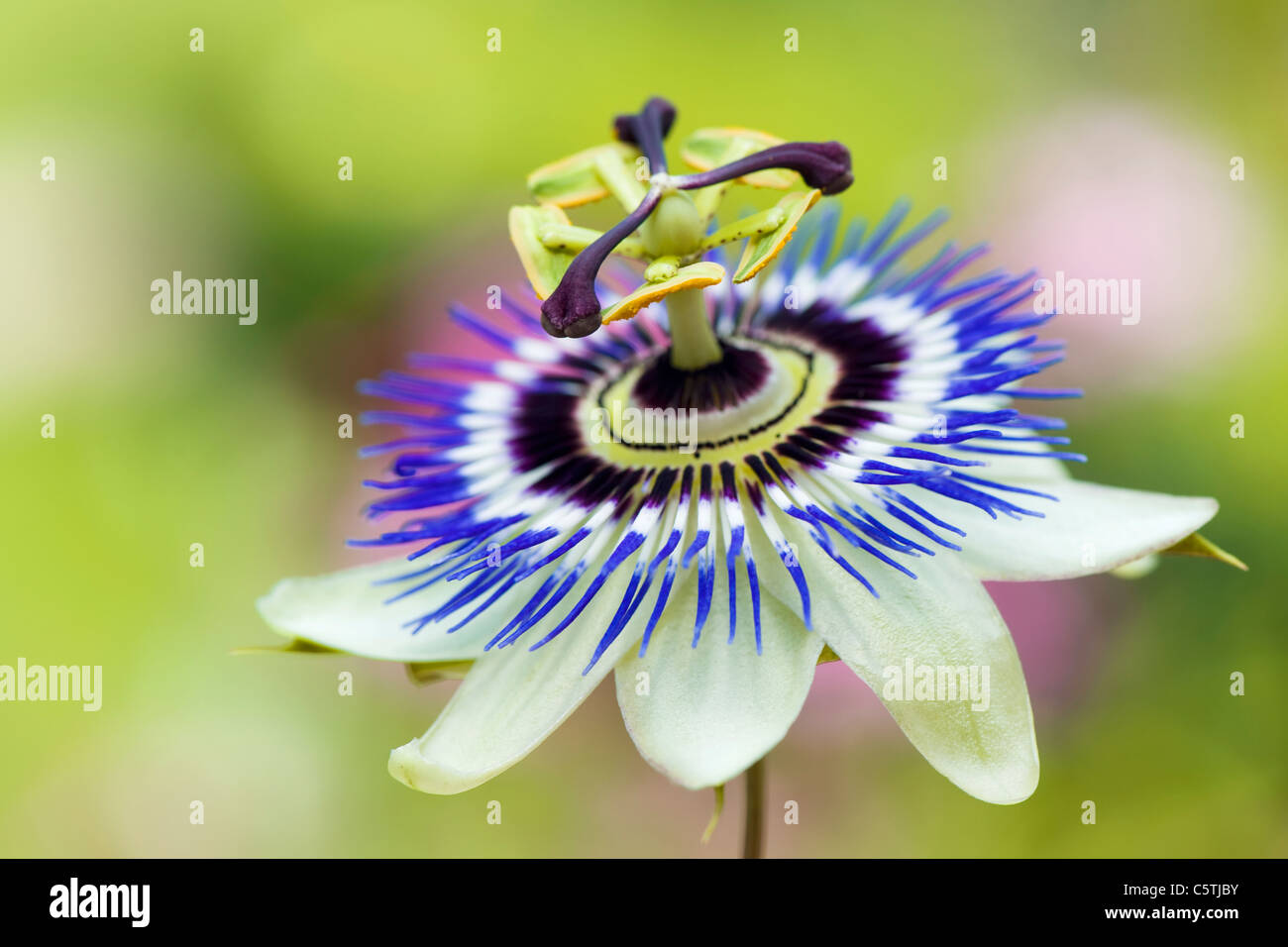 Close-up/Macro image de la vibrante Passiflora caerulea fleur d'été, également connu sous le nom de fleur de la passion bleue. Banque D'Images