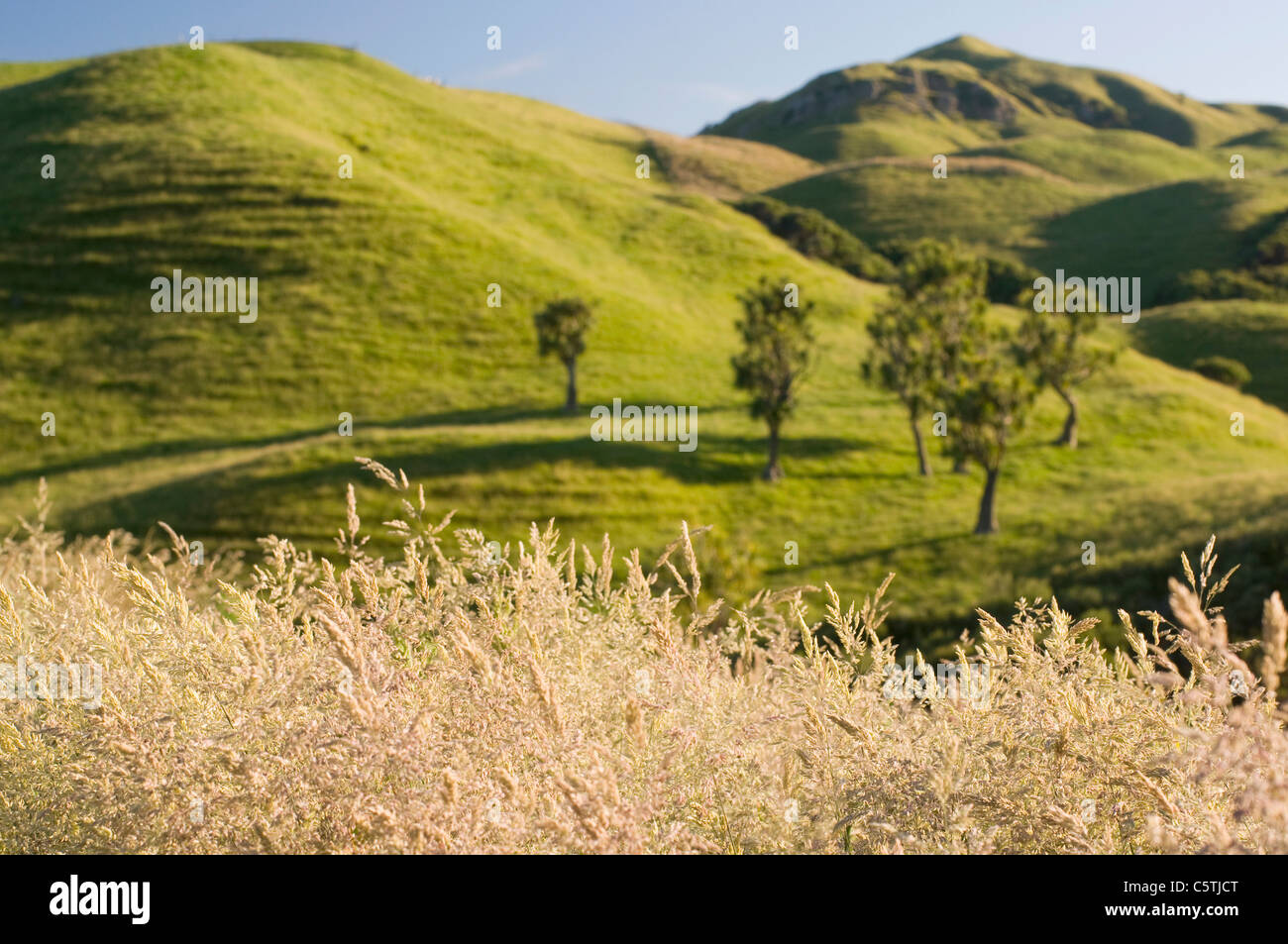 La NOUVELLE ZELANDE, Cape Farewell, Arbres de chou (Cordyline australis) Banque D'Images