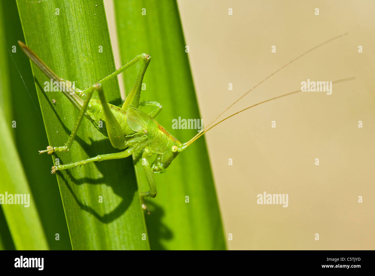Bush vert Tettigonia viridissima (cricket) on leaf, close-up Banque D'Images