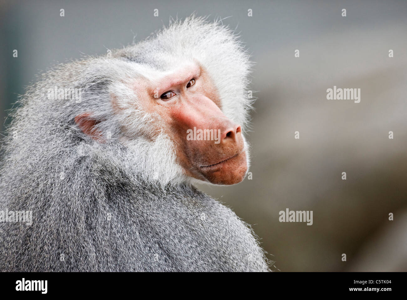 Portrait d'un babouin (Papio hamadryas), close-up Banque D'Images