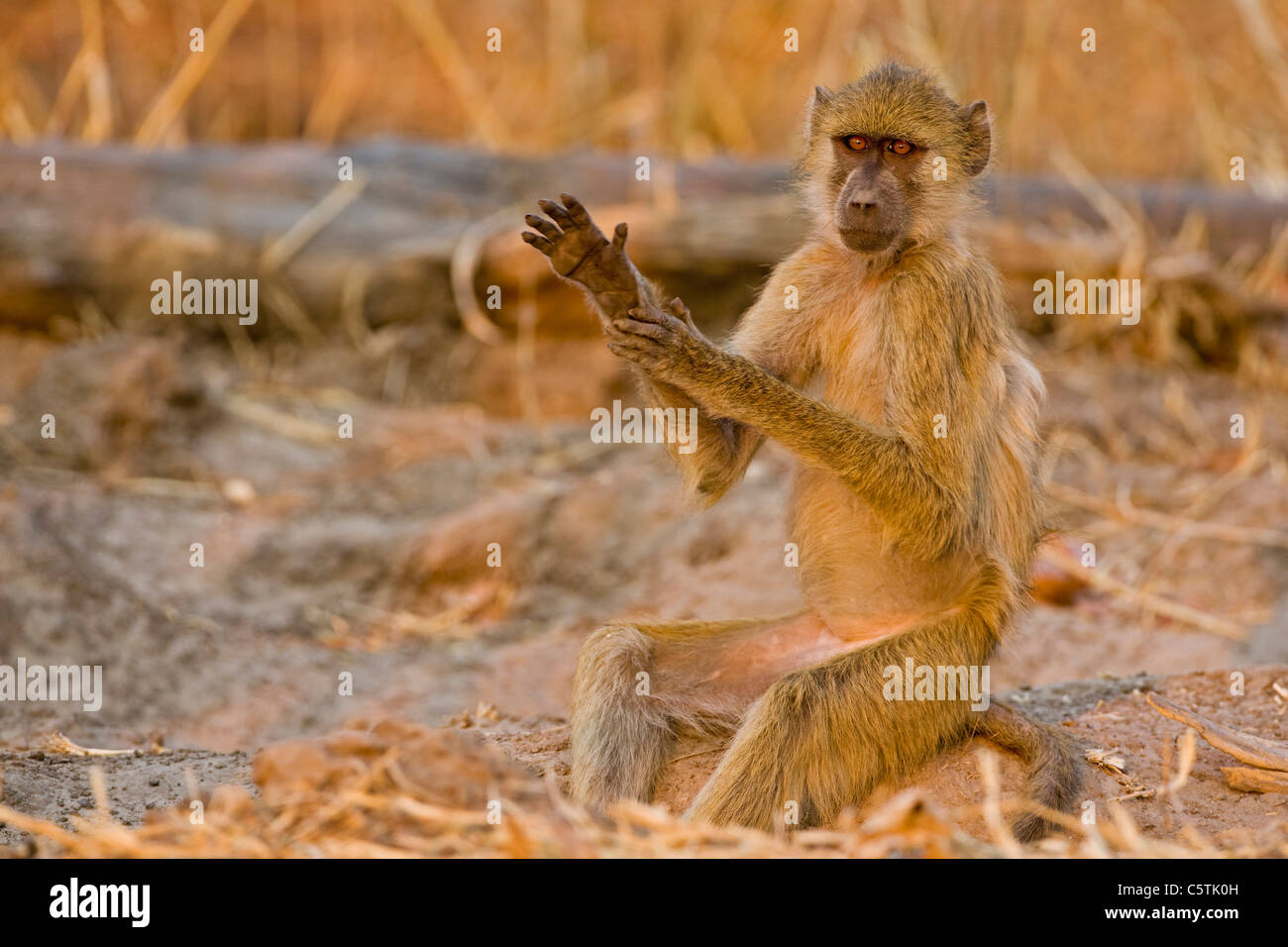 L'Afrique, Sambia, un babouin jaune (Papio cynocephalus), portrait Banque D'Images